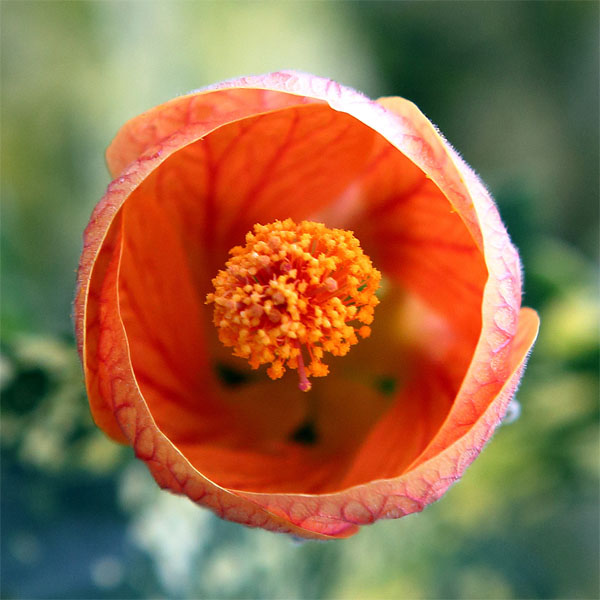 Pierre Sagimage