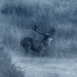 0185WJTHA06SN10VHKD80SW1WH