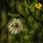 Fleur 1