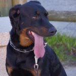 mon chien