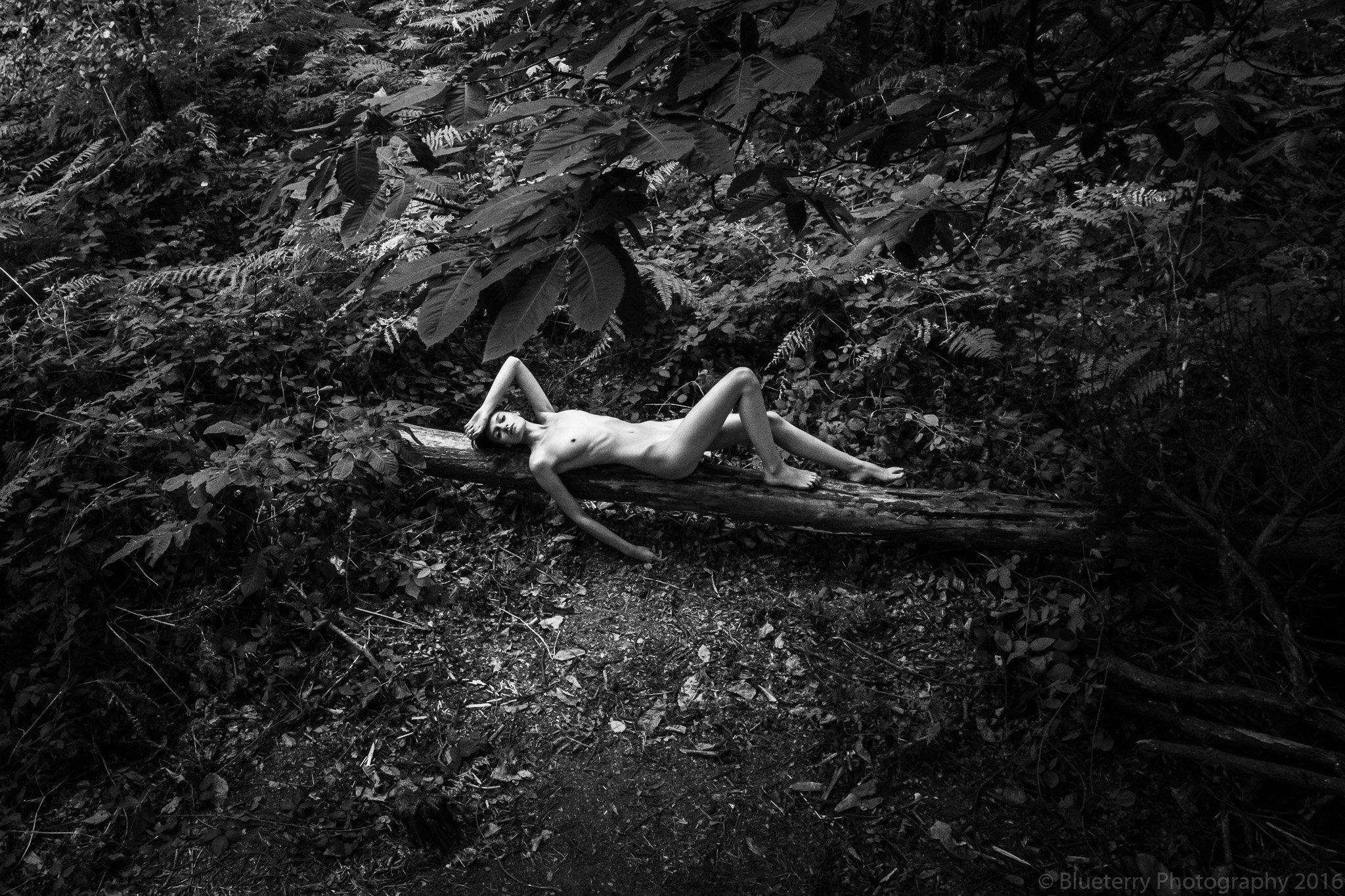 forest