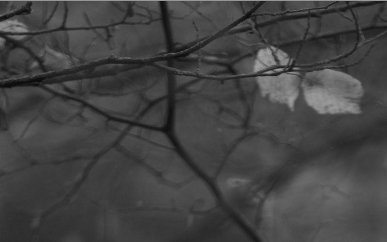 arbre