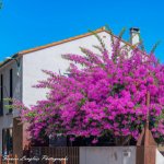 FrancisPhotographe_GFXA4039
